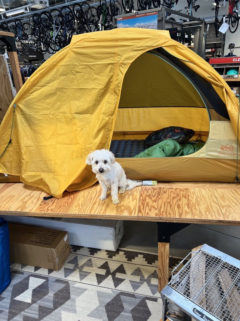 Anvil K9 client dog calmly settled inside an REI display tent in Chattanooga, real world board and train distraction training