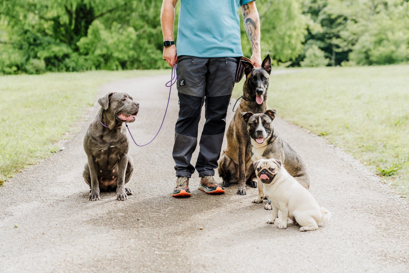 Trainer Jake Mumford with multi-breed pack in down stay during board and train at Anvil K9 Chattanooga