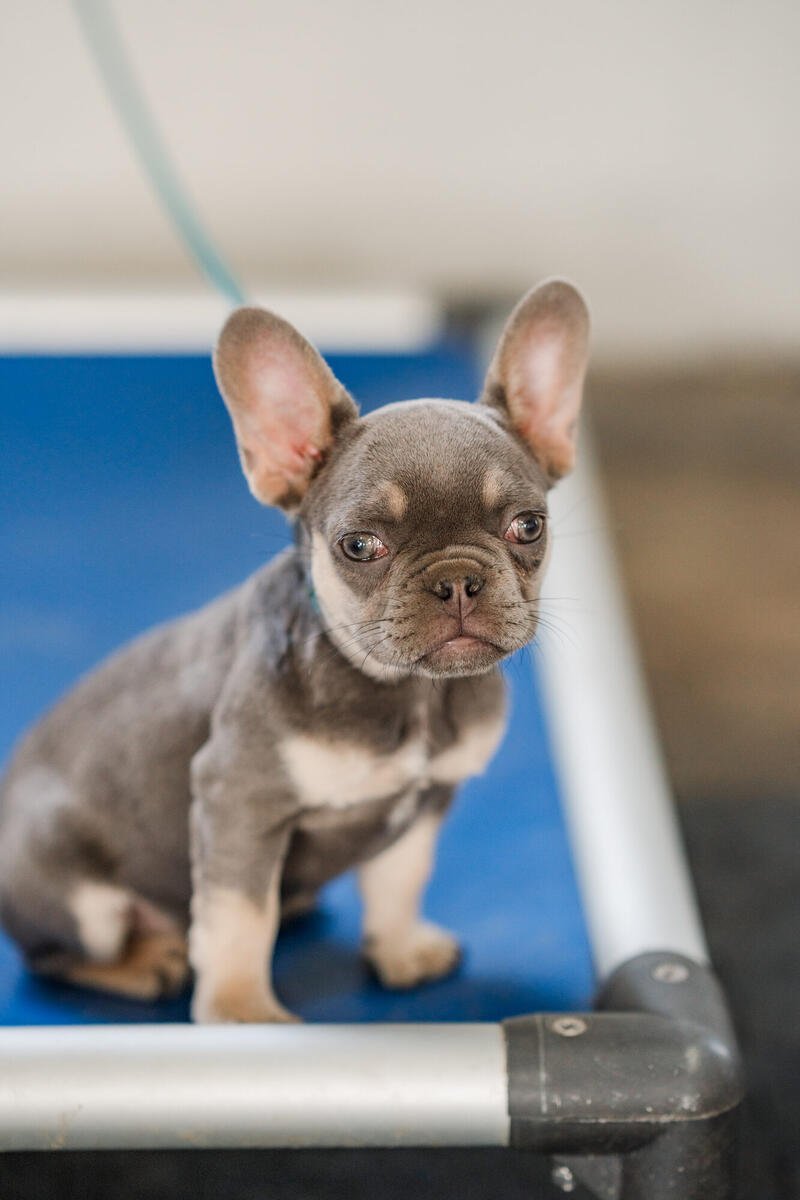 Dog training session at Anvil K9