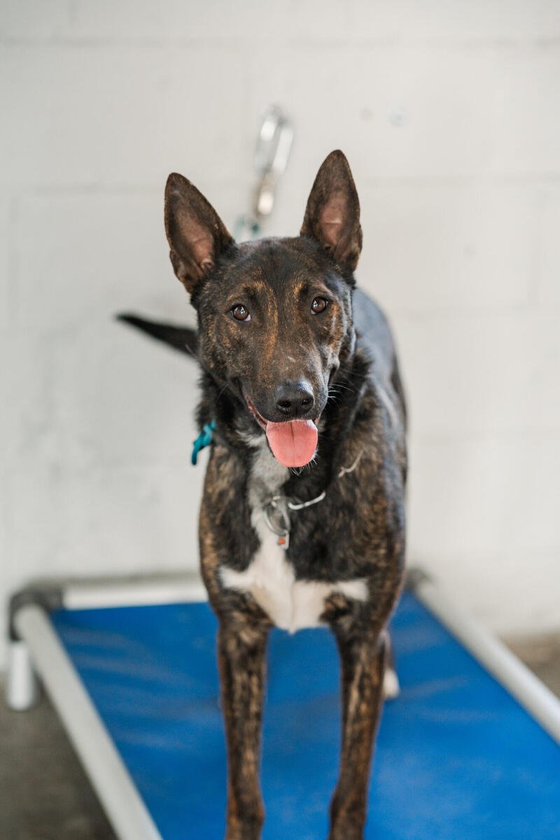 Off-leash obedience training