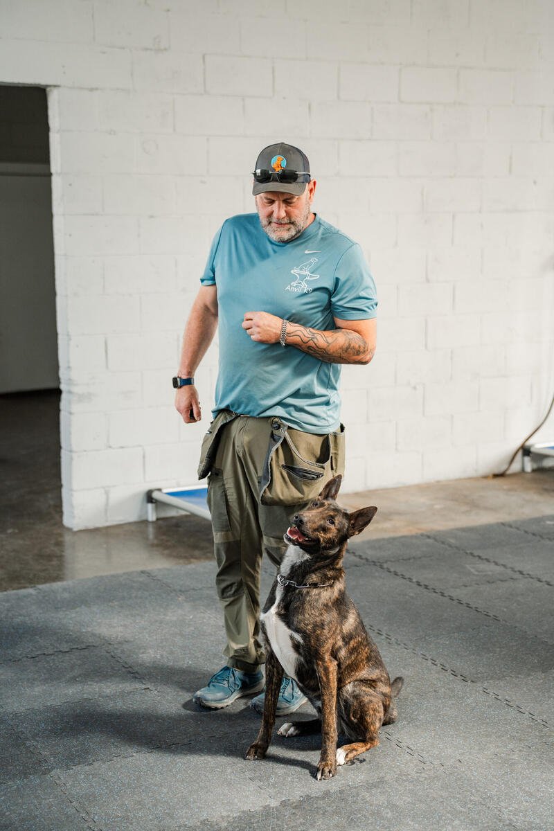 Dog training with e-collar