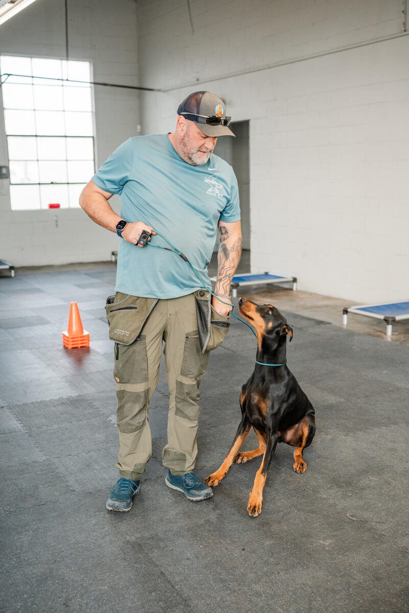 Dog obedience training results