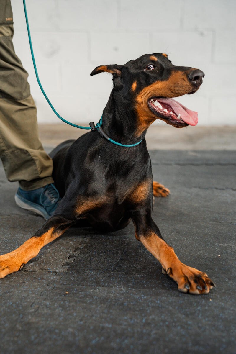 Trained dog off leash