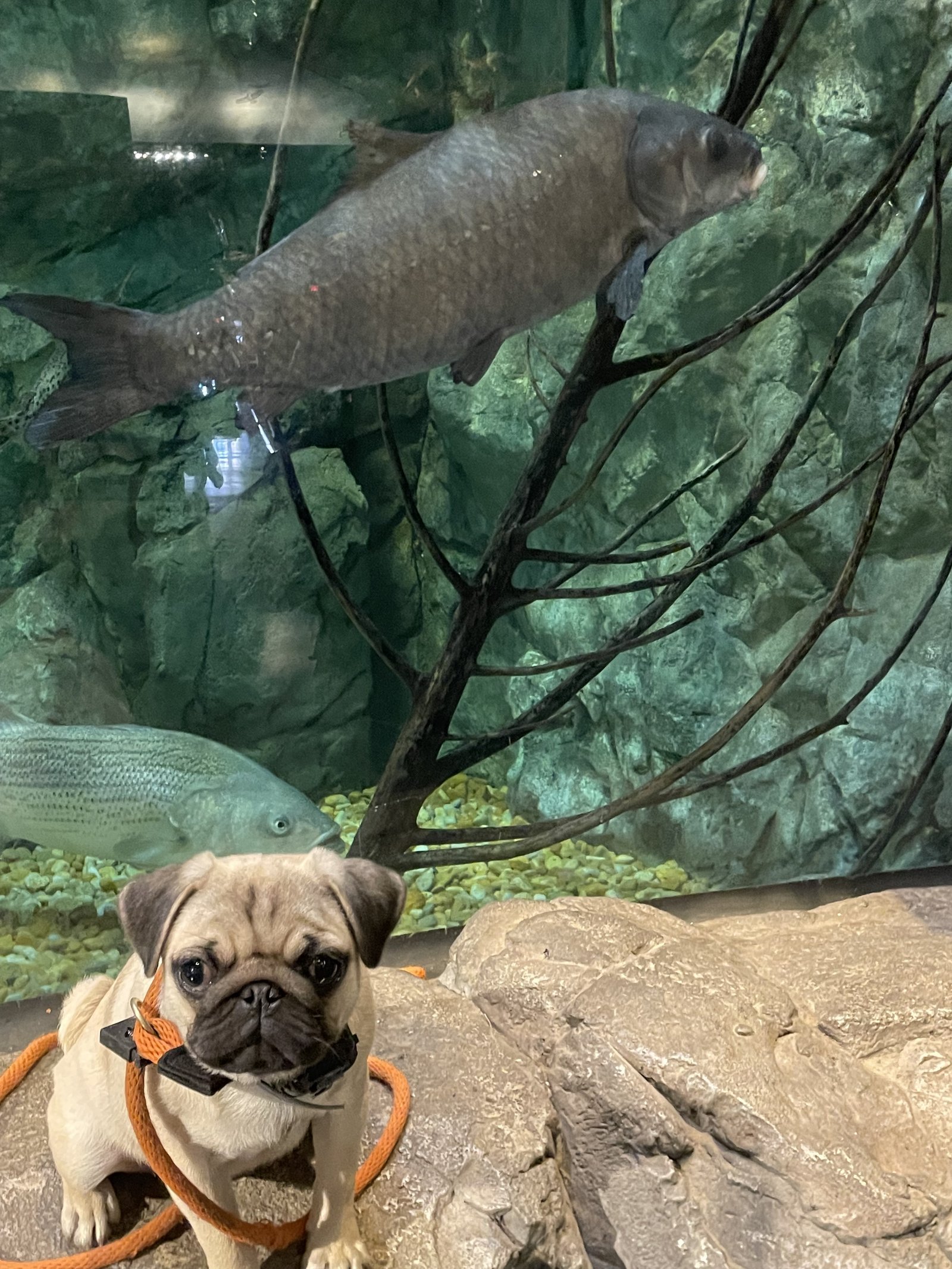 Anvil K9 board and train dog working off-leash at Bass Pro Shops Chattanooga, real world distraction training