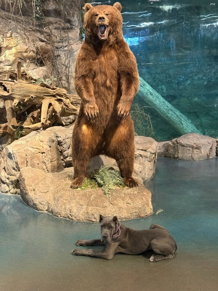 well behaved off leash dog in public Dog sitting calmly in public demonstrating off-leash obedience