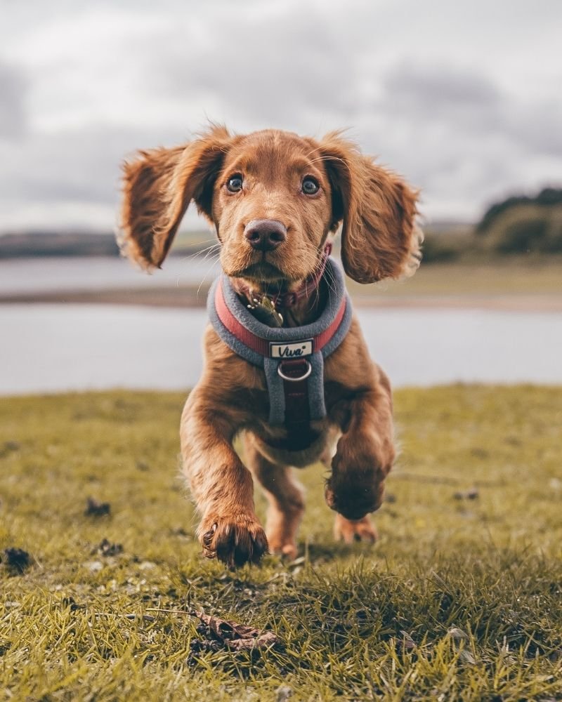 Raise and Train Program puppy training in Chattanooga TN – Anvil K9 Raise and Train Program