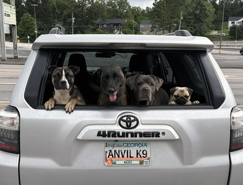 Picking up your dog from training