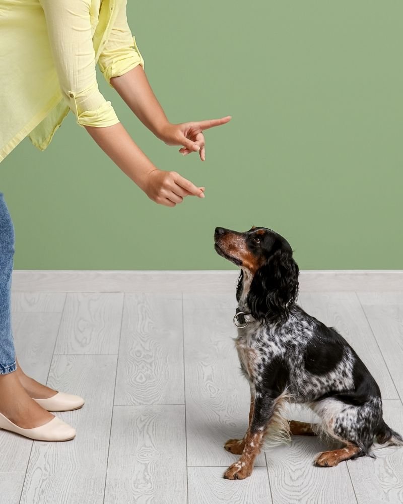 private in home lessons Trainer giving in-home dog training lesson in Chattanooga TN