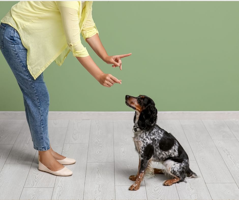 private dog training Chattanooga TN